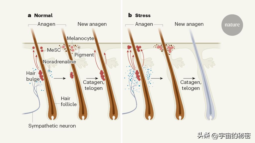 黑奥秘真的让白发变黑吗,白发变黑黑科技