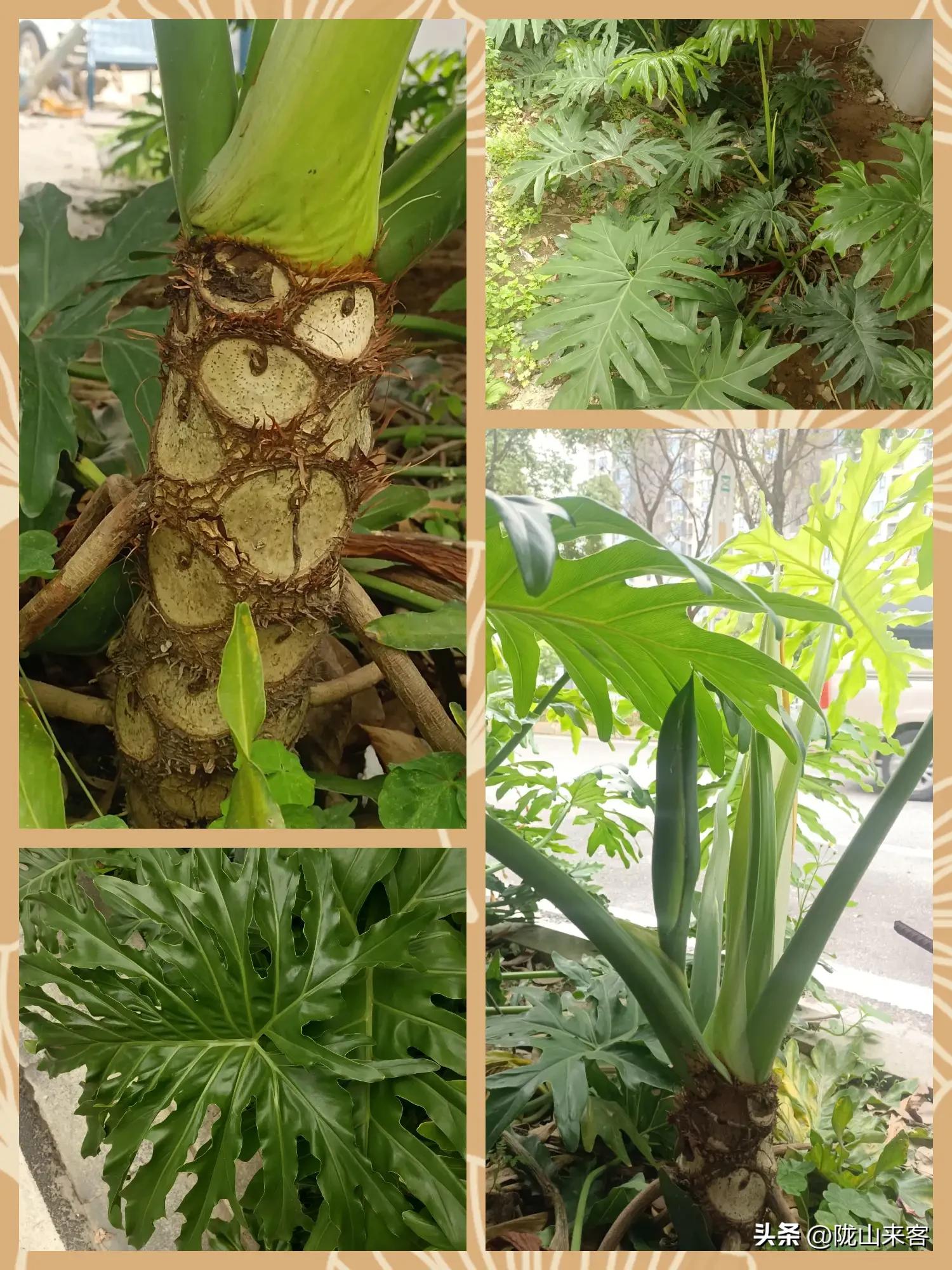 看图识花卉查询,看图识别花草树木