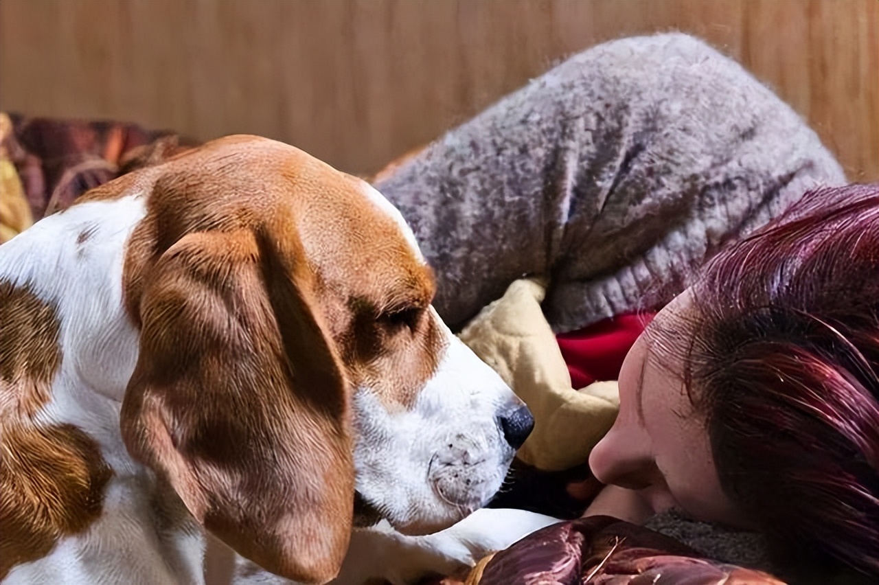 狗狗每天叫你起床,狗狗每天都叫醒你