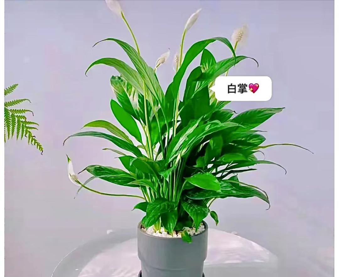 家里养什么花能招财旺宅,家中旺宅最适合养的几种花