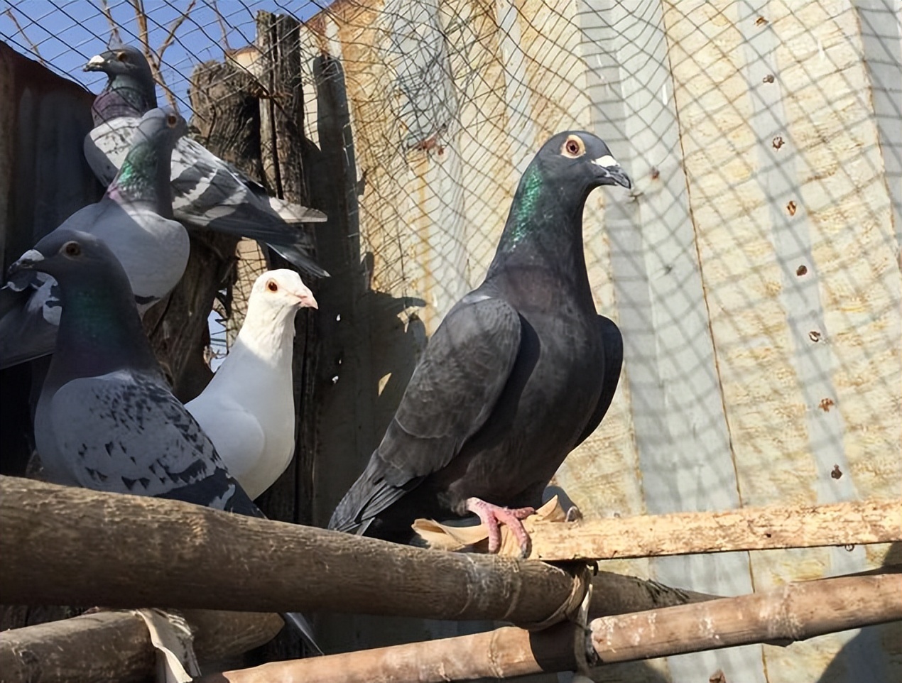 鸽子嘴巴有白色粘液还拉水便,鸽子甩鼻子怎么回事