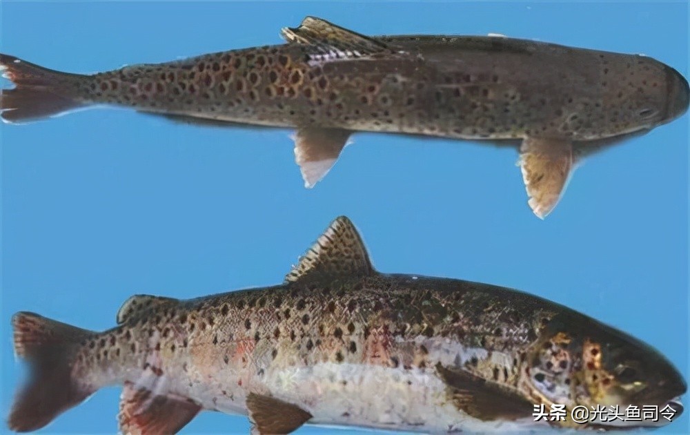 钓鱼钓到保护鱼种放了违法吗,钓鱼犯法的鱼类有哪些种类