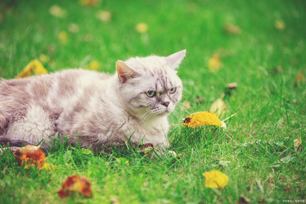 猫咪在床上拉屎怎么办,猫咪几天没拉大便是什么原因