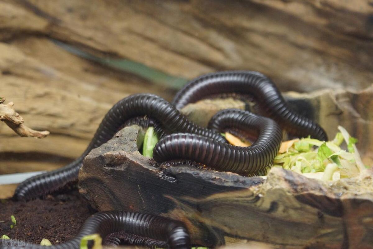 长的像蜈蚣的虫是什么虫,长得像蜈蚣一样的虫子怎么消灭