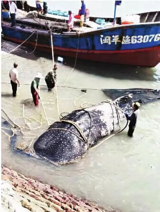 生态头条|地球上现存最大的鱼正在因与船只碰撞走向消亡？