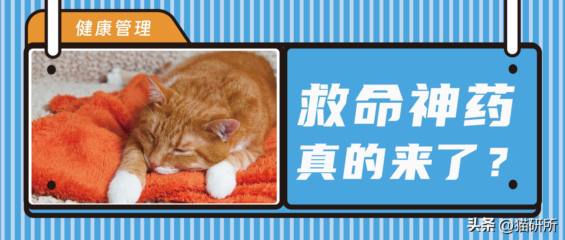 日本让猫咪寿命翻倍的药,aim蛋白可以让猫咪长寿吗