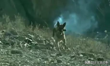立功警犬被伤,功勋犬拍戏被炸死驯养员哭出血