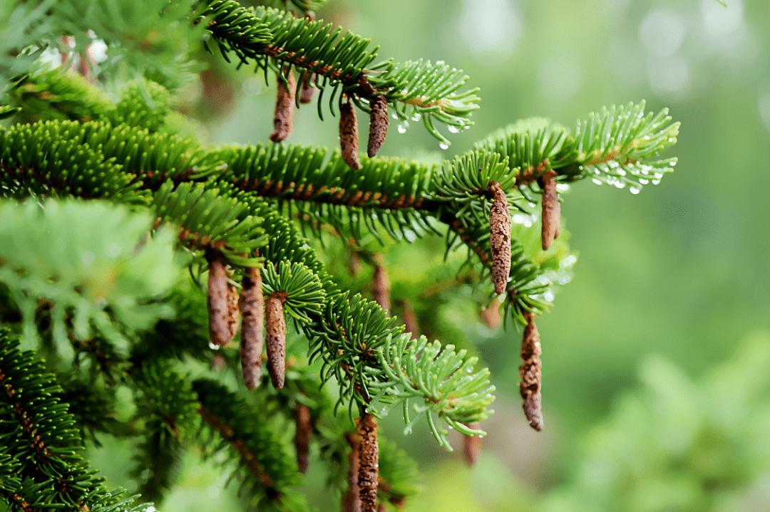坟前生洞子孙穷啥意思,古人说生男生女是祖坟积德
