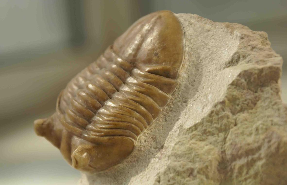 山东三叶虫化石真假,三叶虫远古生物图片