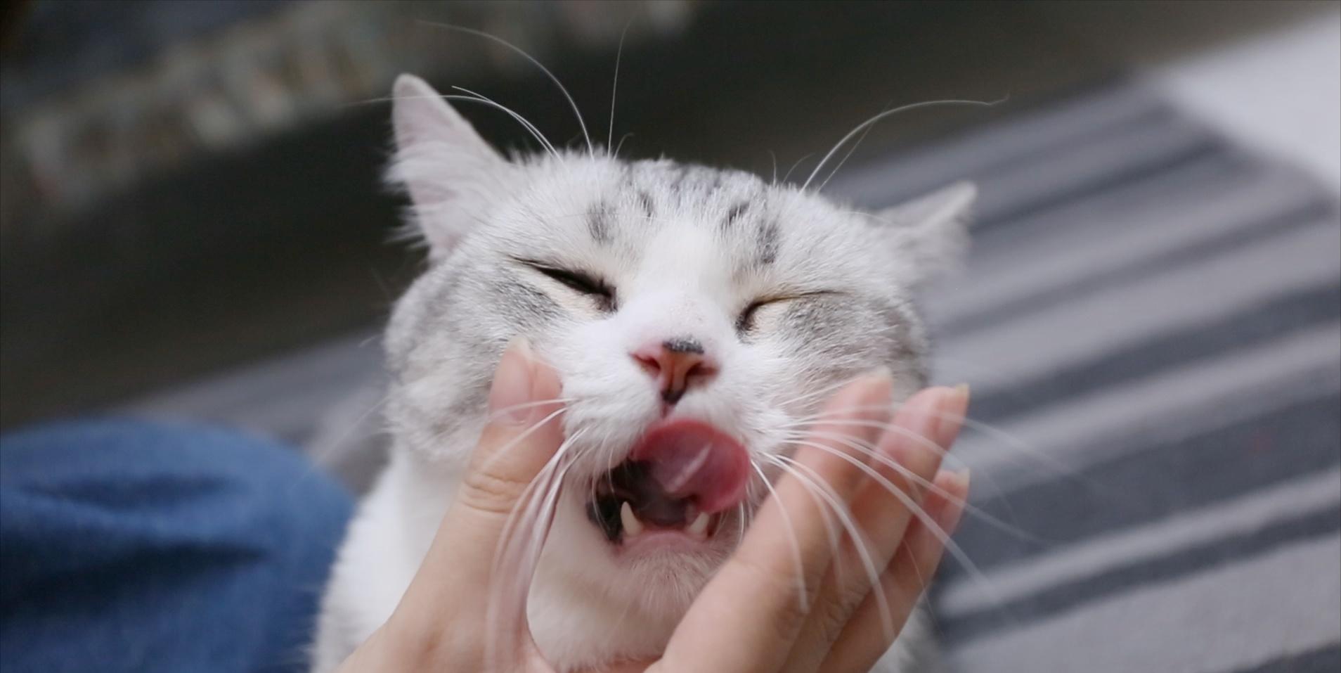 猫咪的胡须有什么作用需要剪吗,猫咪的胡子可以稍微剪掉一点点嘛