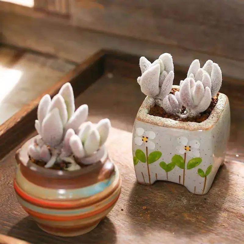 多肉紫珍珠叶片干瘪怎么回事,多肉叶片干瘪不饱满