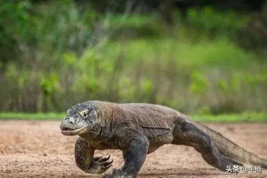 腐肉没有营养为什么有的动物吃,动物为什么能吃腐肉