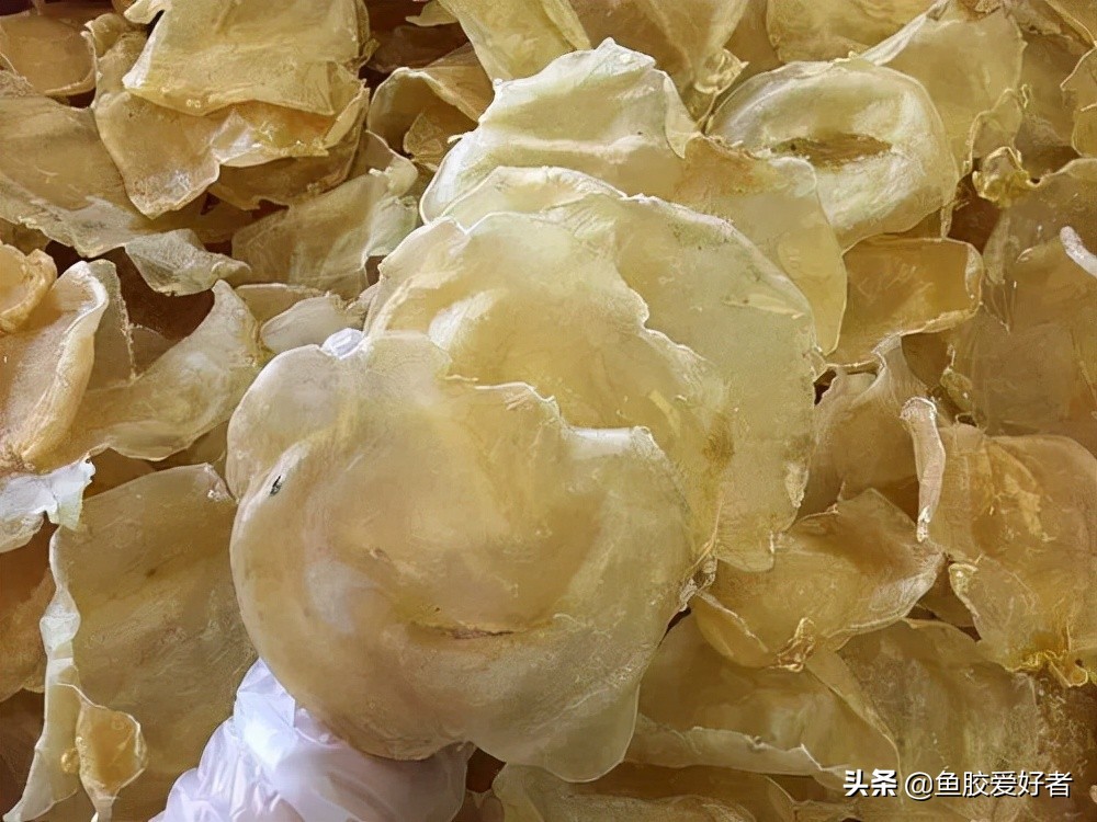 最全鱼胶品种大全,值得收藏的鱼胶品种