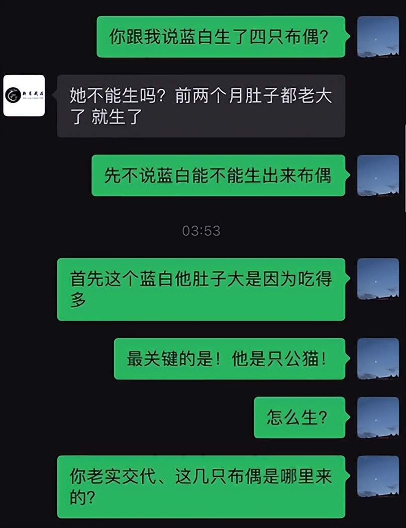 网友养了70只布偶猫,有人家里养了110只布偶猫