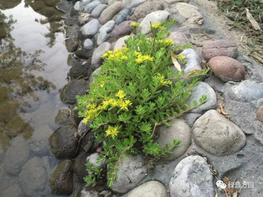 垂盆草在花境中的应用,垂盆草的功效与应用