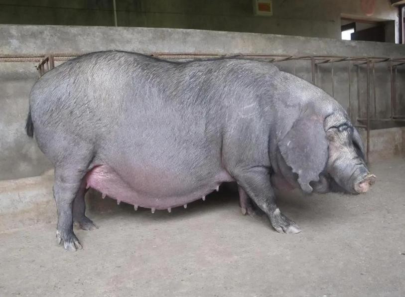 母猪生豹纹猪仔,母猪生下豹纹怪猪