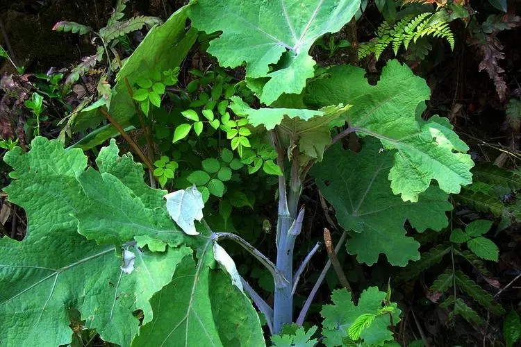 野外绝不能碰的有毒植物,农村山里常见的有毒植物