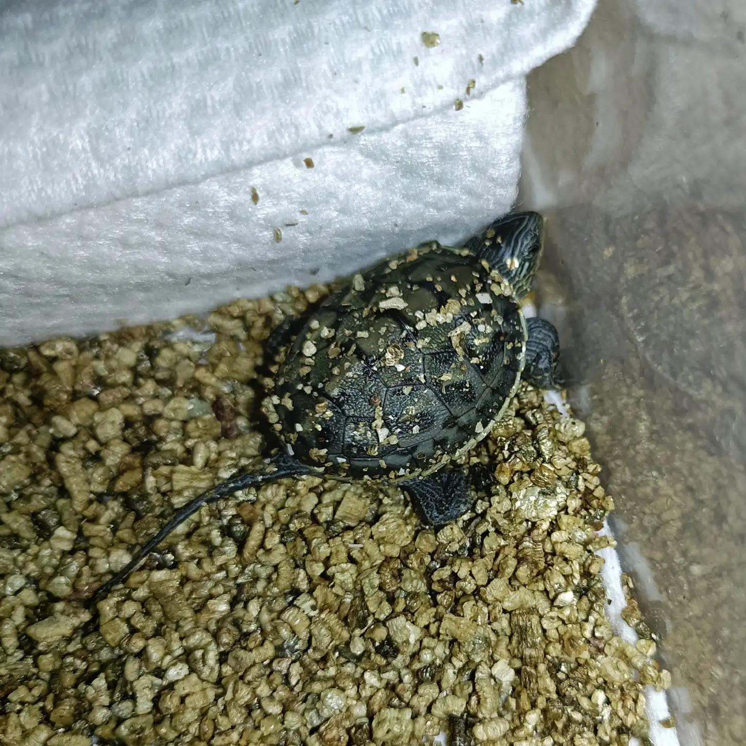 沙子孵化乌龟蛋,乌龟蛋如何孵化方舟