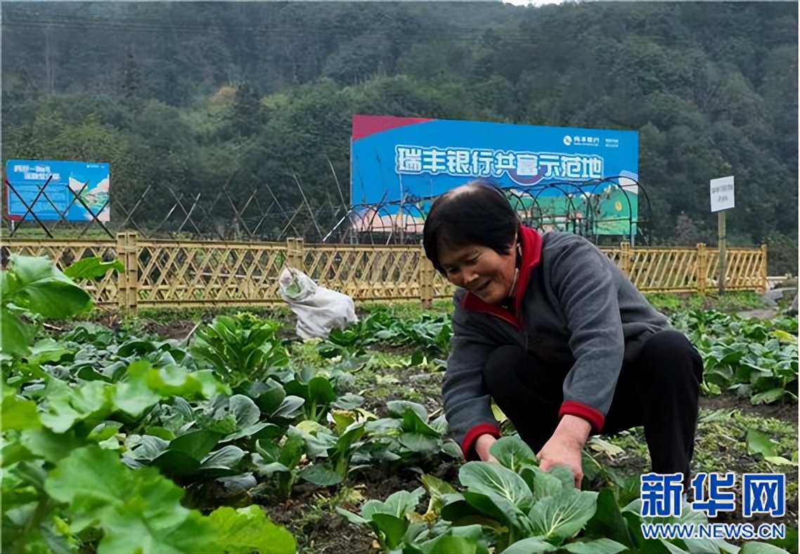 每日农经致富经香榧,乡村振兴兴农之路