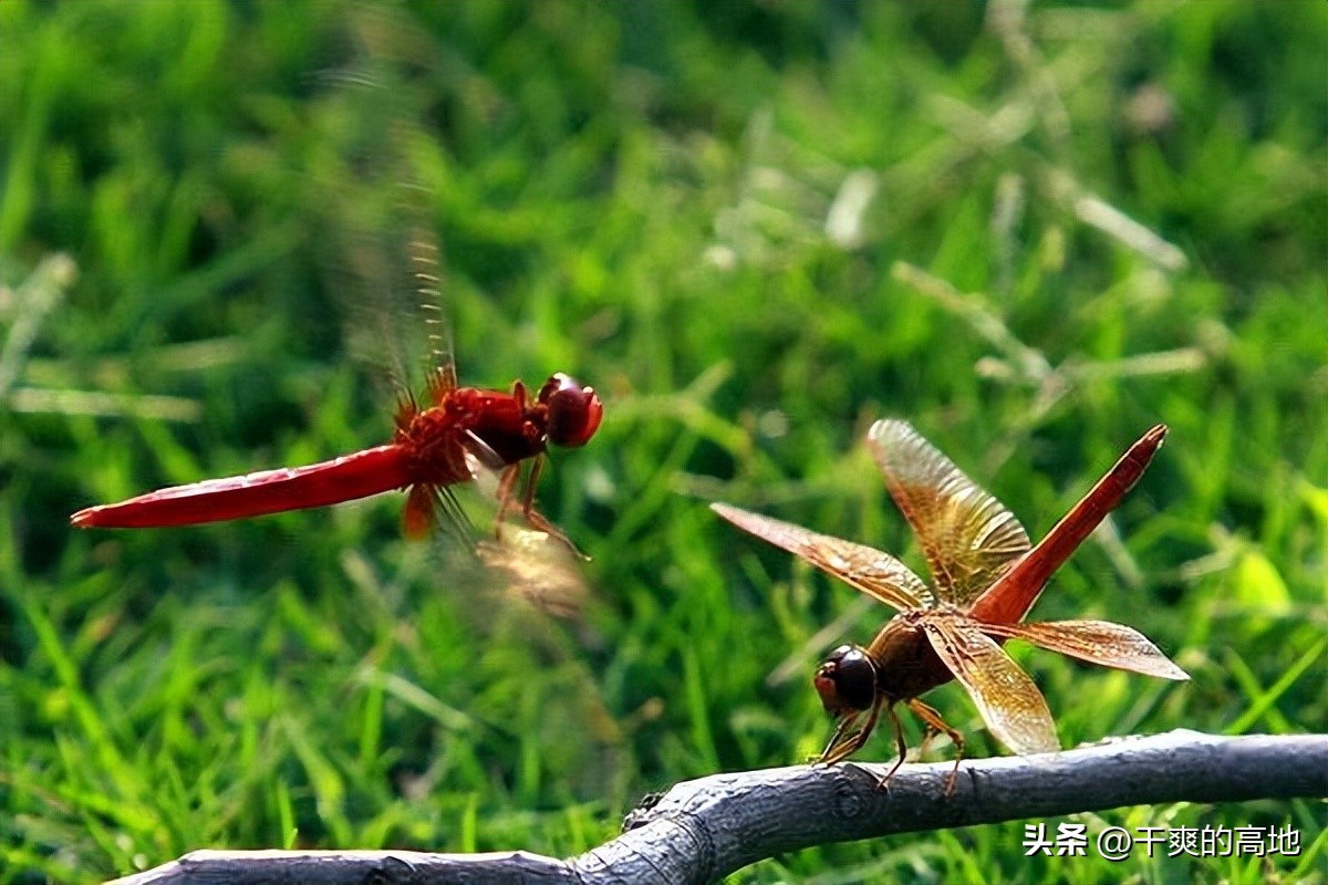 红蜻蜓散文作品鉴赏,儿童散文红蜻蜓赏析