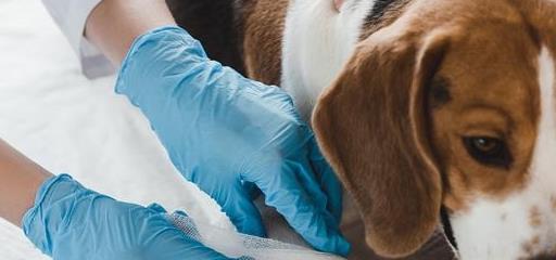 狗术后伤口渗血,狗手术后伤口怎样愈合快