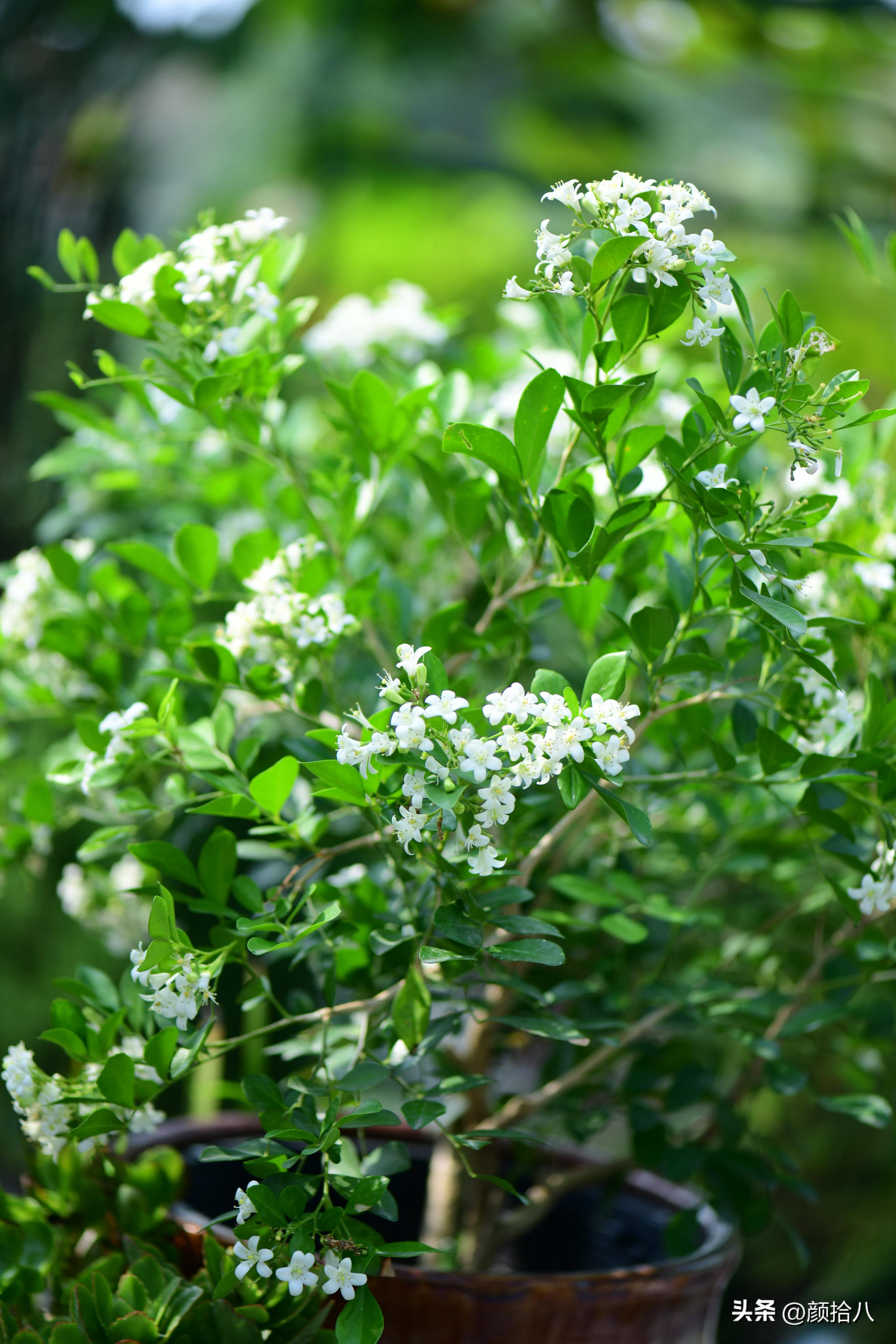 几乎没有存在感的七里香，到底是怎样的？|园丁