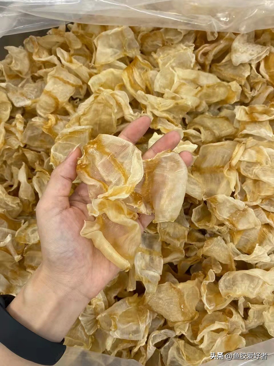 厚鱼胶是什么档次的鱼胶,初级鱼胶怎么处理