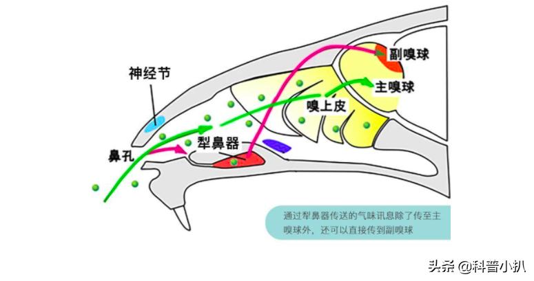 小伙救蛇后多年后蛇报恩,女子救蛇多年后长成巨蛇