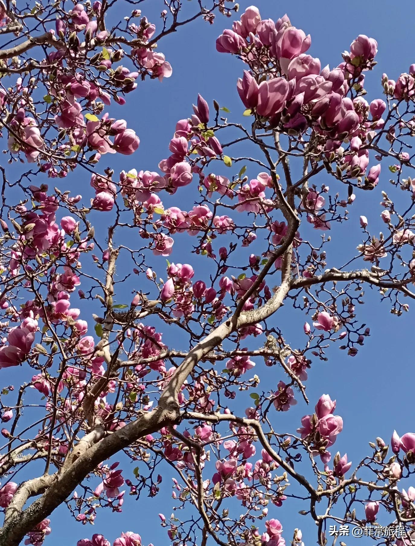 新西兰奥克兰下雪吗,新西兰奥克兰最冷是几月份