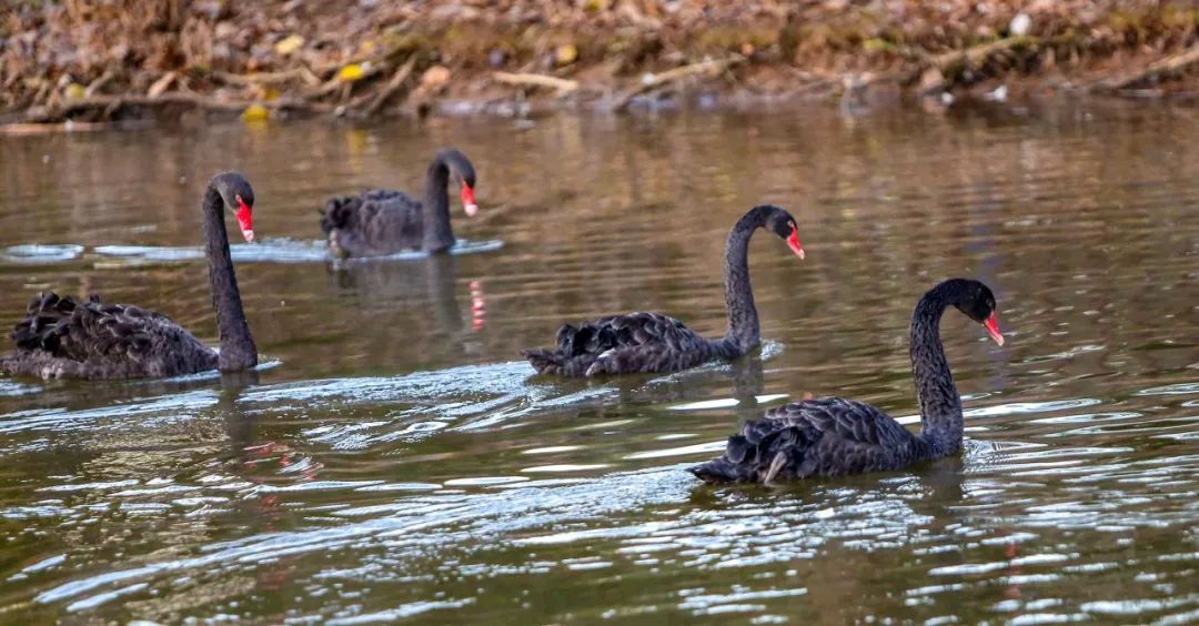 婀垮湴瑙傞笩甯傞泦鐜夌幆,鐜夌幆婀垮湴瑙傞笩
