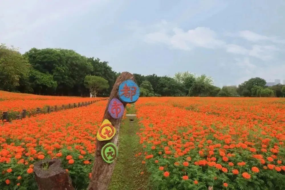 广州哪里有花海的景区,广州南沙区有哪些花海