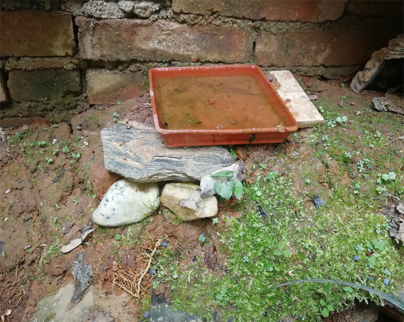 黄缘闭壳龟的公母是由什么决定的,黄缘闭壳龟刚到家躲在土里不出来