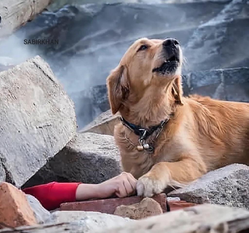 最多造成583人遇难真实数据,一千多人遇难的事故