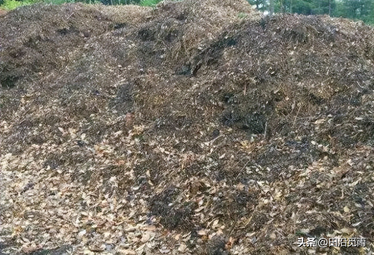 松树盆景土配制方法,黄杨盆景土配制方法