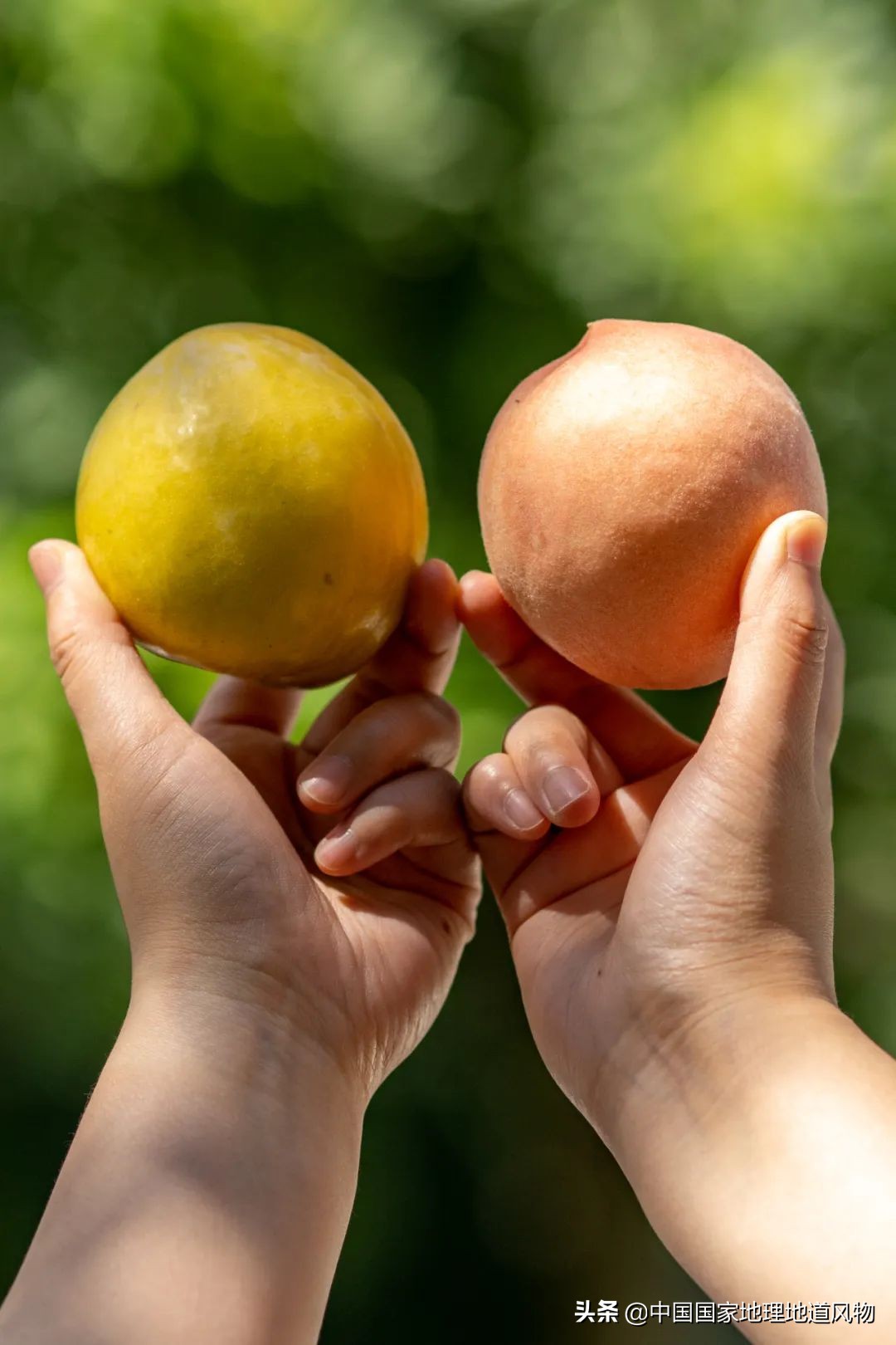 李子哪个品种最甜最好吃,李子种植哪个品种最好吃