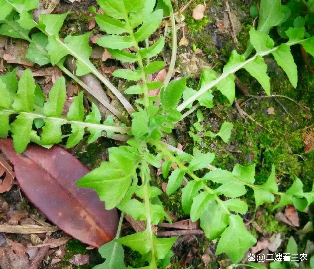 春天不可辜负的六种野菜,十大高钙野菜排名