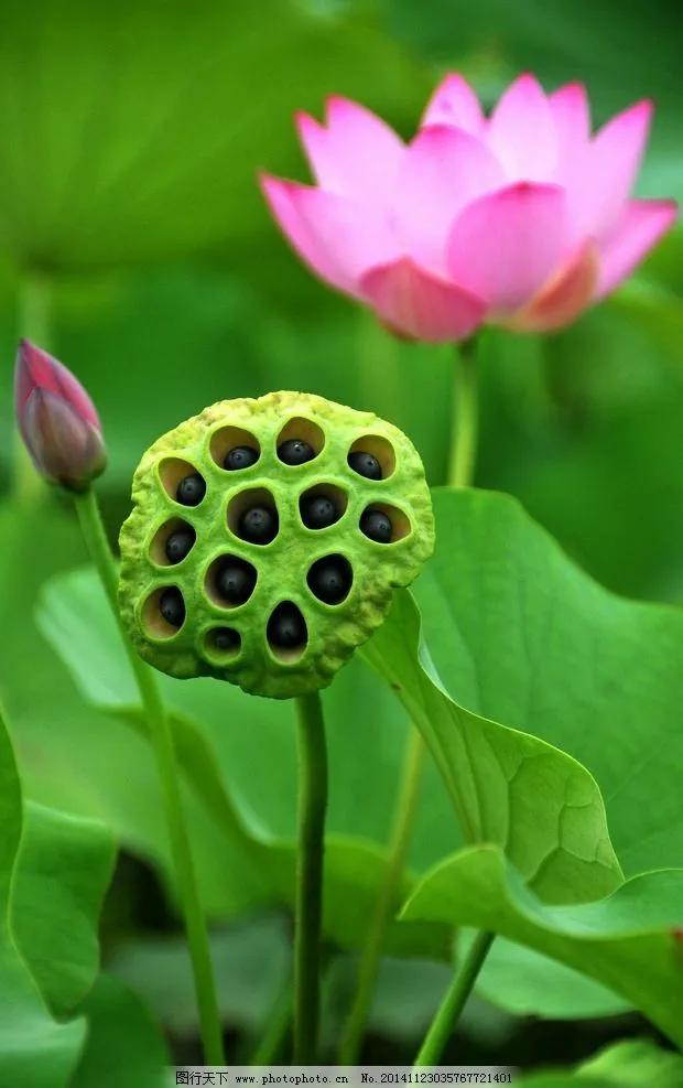 濯清涟而不妖说的是荷花还是莲花,濯清涟而不妖的荷花名句