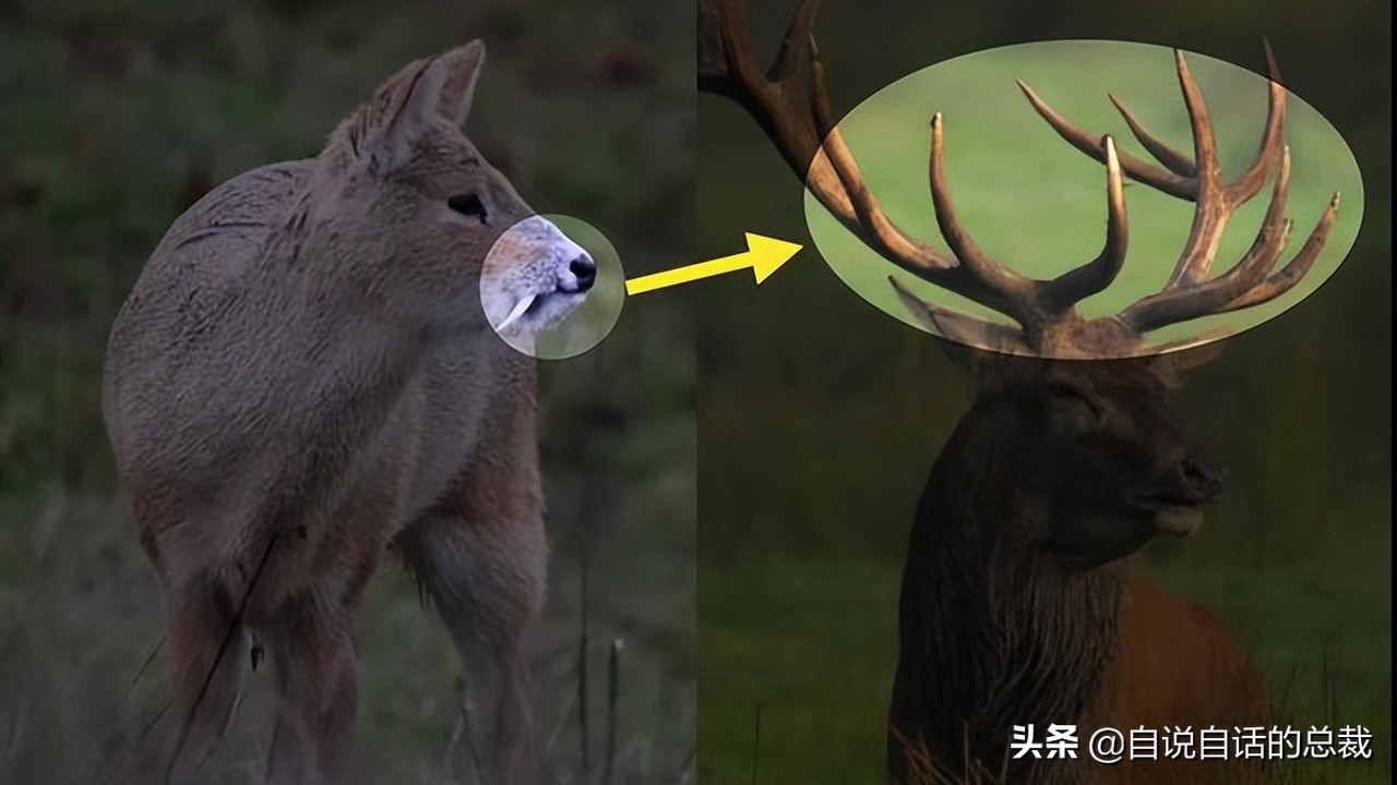 超级血液代表着什么,超级血液是啥