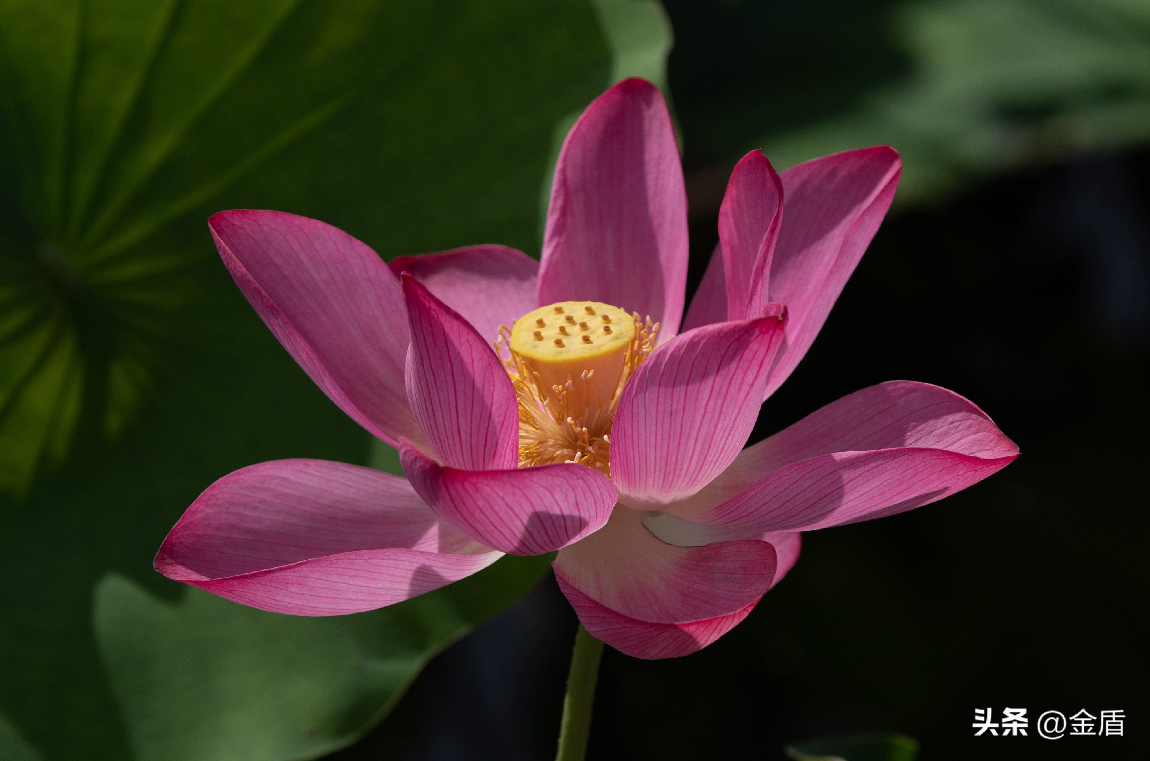 纯洁无瑕的荷花,荷花象征着纯洁无瑕