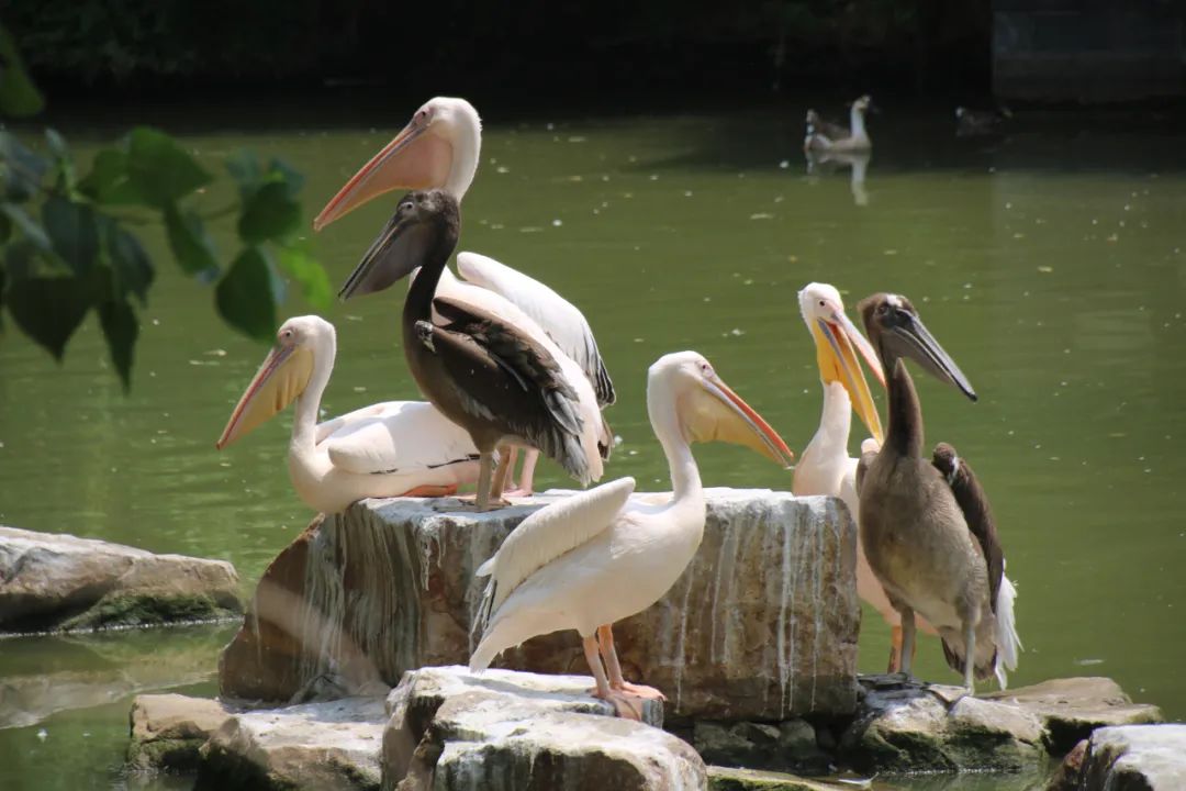 邢台动物园变大了没,淮安动物园开发时间