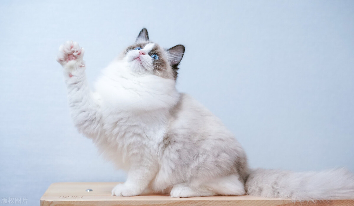 暹罗猫跟布偶,暹罗猫和布偶猫什么区别