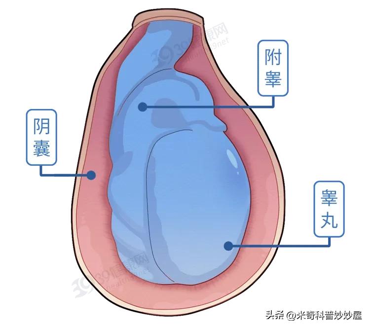 体力劳动能提高身体素质吗,男性体力活