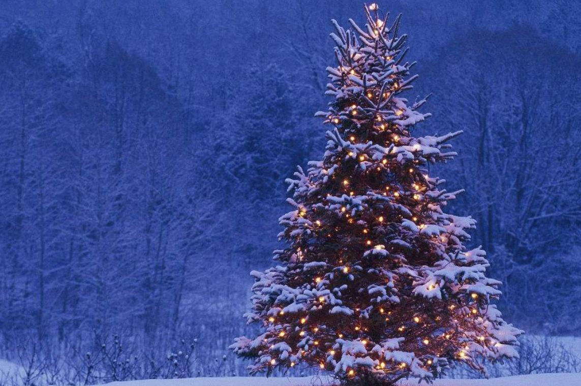 美国的摇钱树，收集到这种昂贵的树脂，就能轻松月入百万