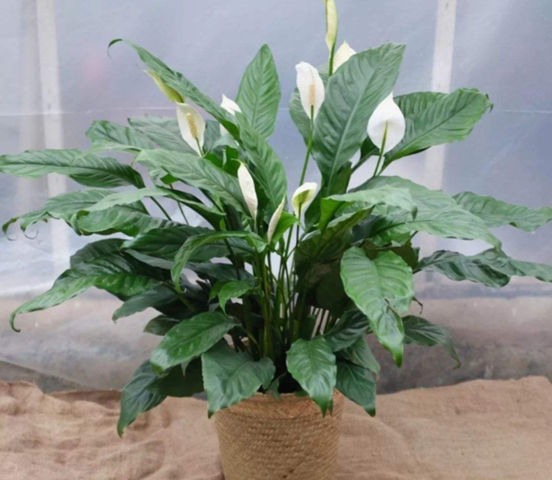 适合室内养的花卉净化空气图片,在家养什么花开花香又好看