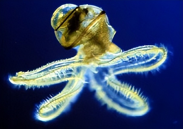 海洋动物体内的原肌球蛋白含量，是否会引起人体食物过敏？