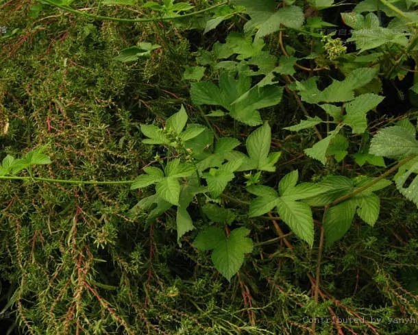 秋季花粉症的症状和治疗,秋季花粉症高发科学预防很重要