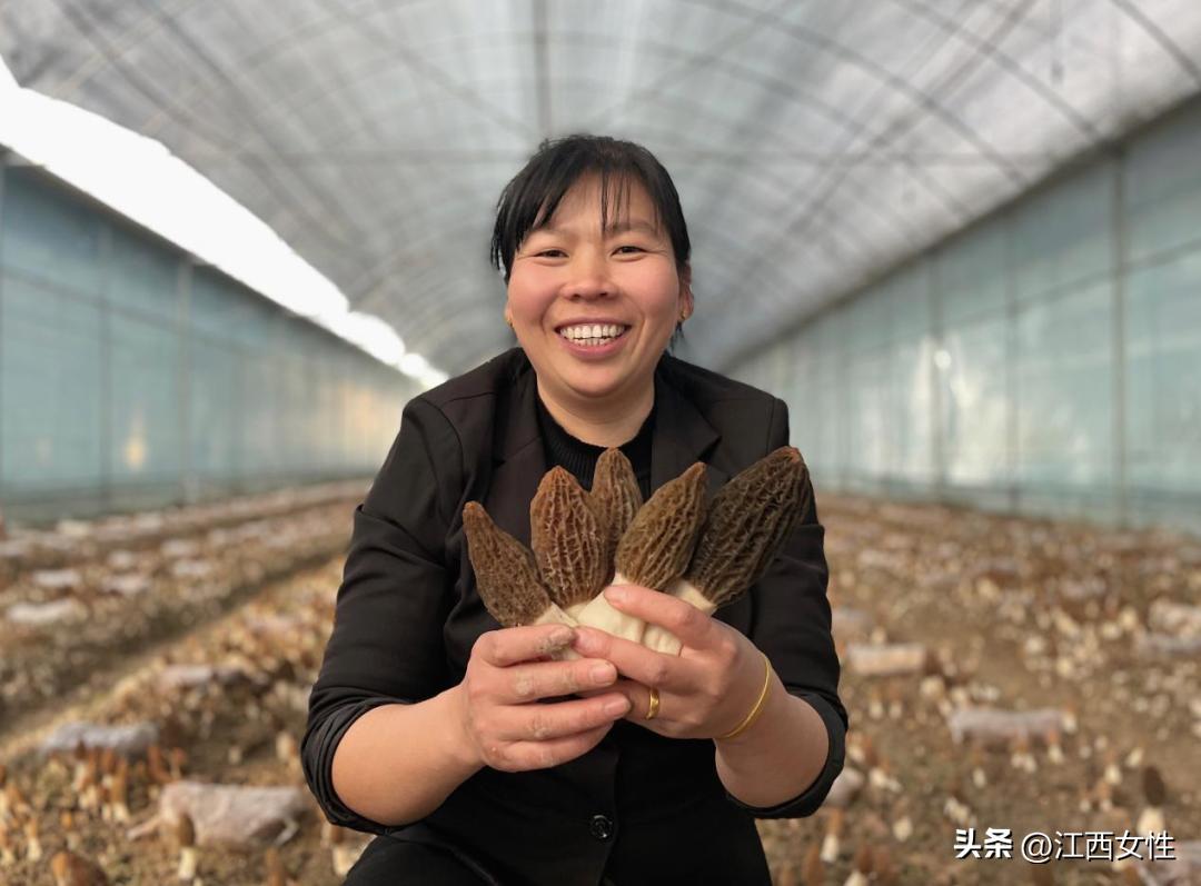 赣鄱巾帼创之创业创新篇丨刘金平：敢为争先拼经济小小羊肚菌撑起“致富伞”