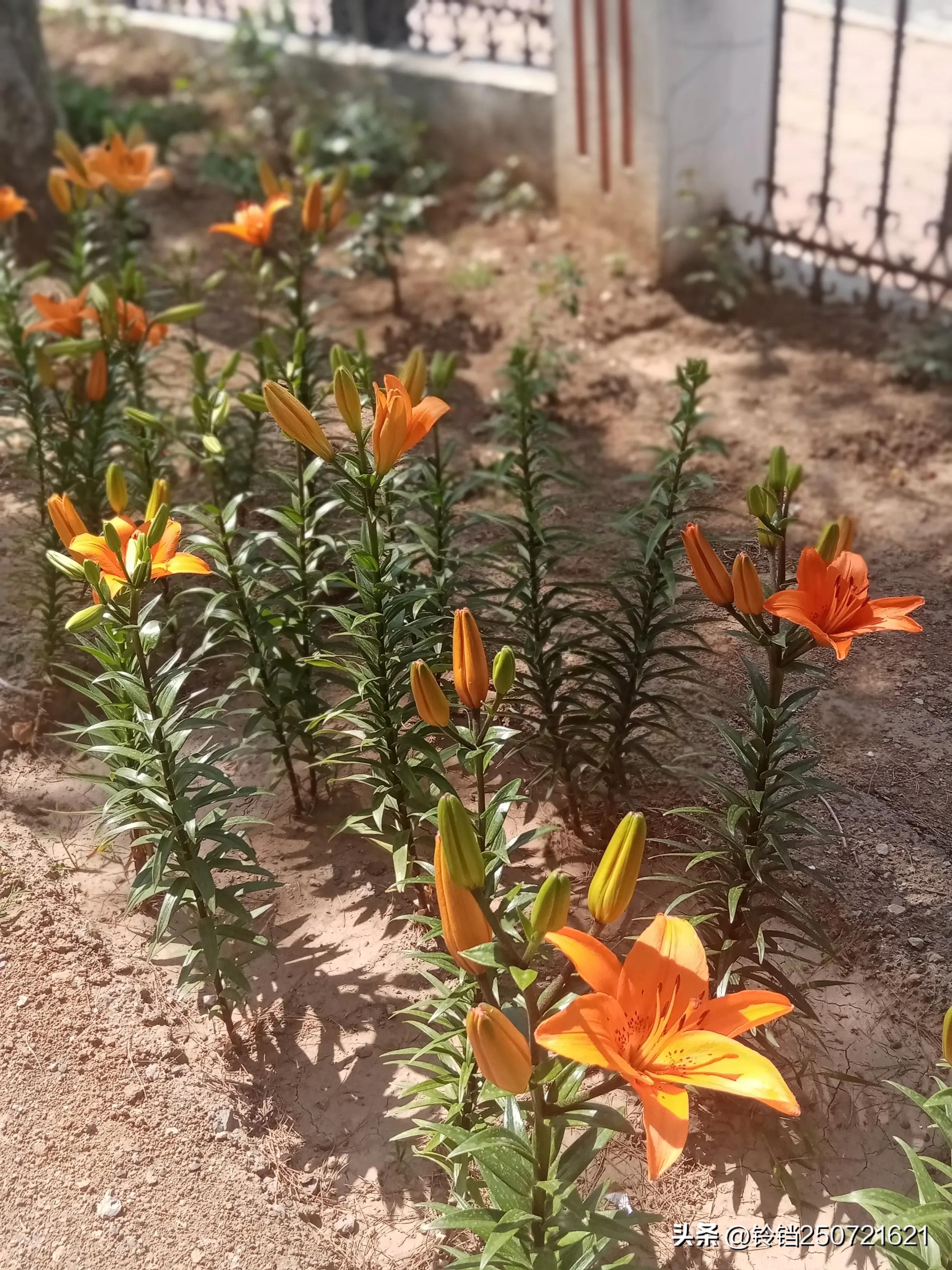 百合花开花的样子很美,花卉百合花四季开花