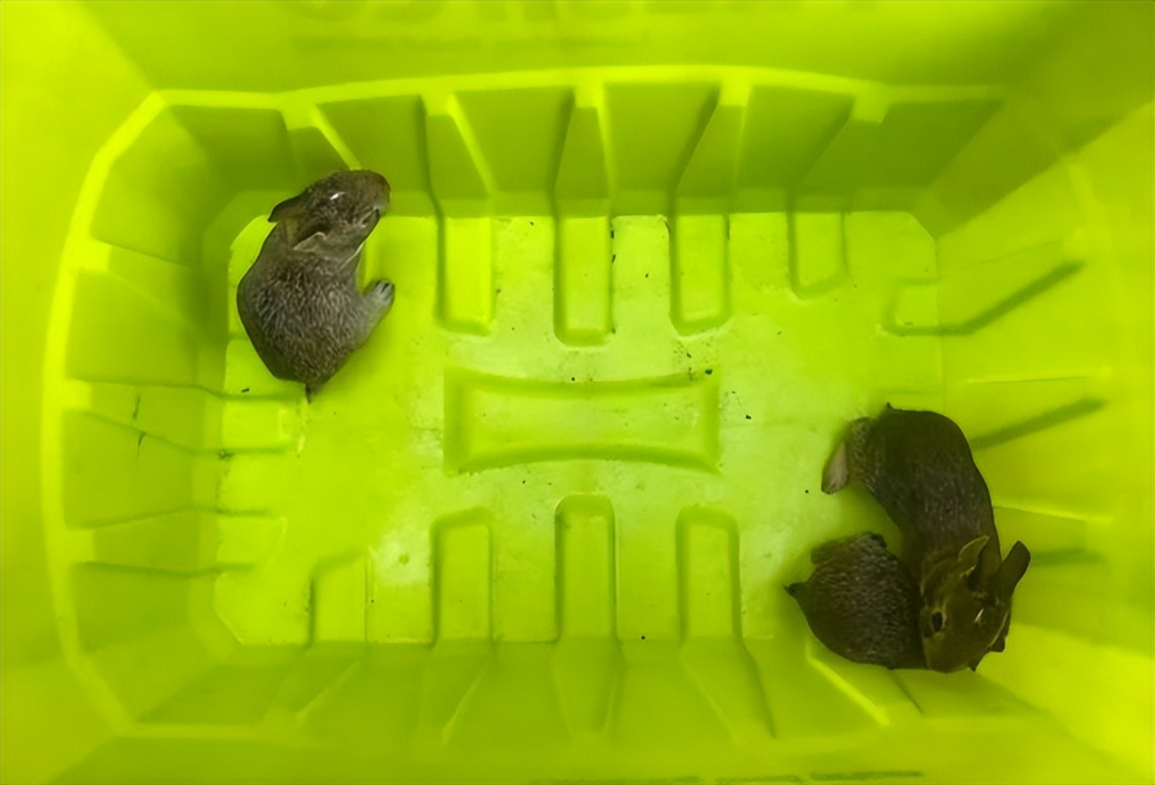 加华人：狗把后院的兔子“一窝端”了！网友炸锅