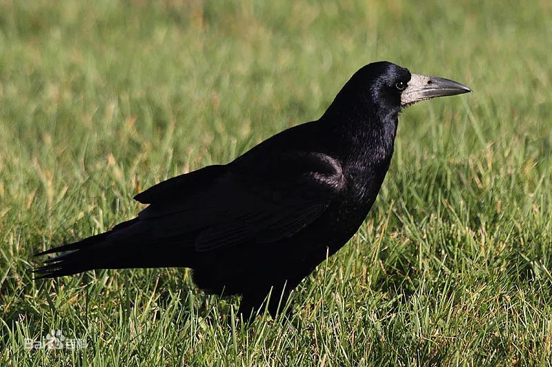 所有鸟图片大全大图,50张最佳鸟类摄影作品